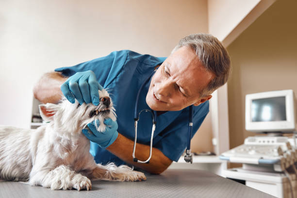 Best Emergency Dental Care for Broken or Chipped Teeth in Lake City, GA